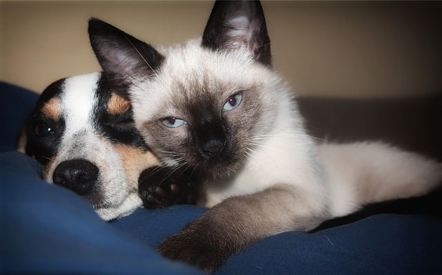 huisdieren gezelschapsdieren hond kat Ascoscan