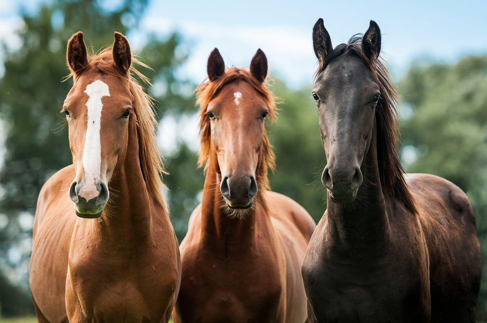 paarden bioracing