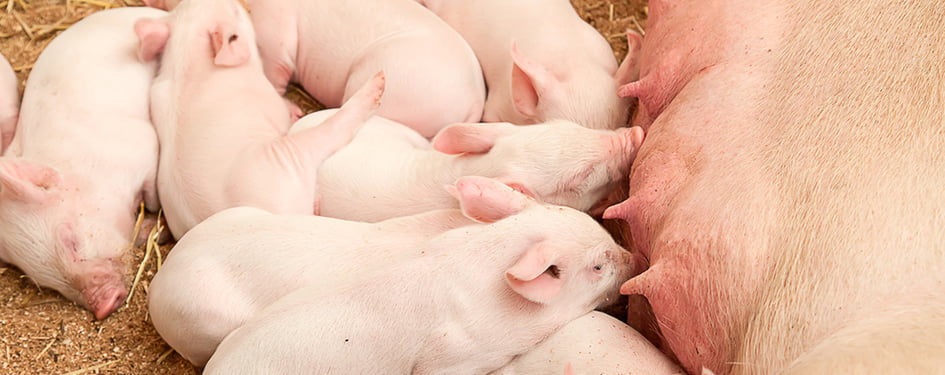 biggetjes biggen varkens ascogen