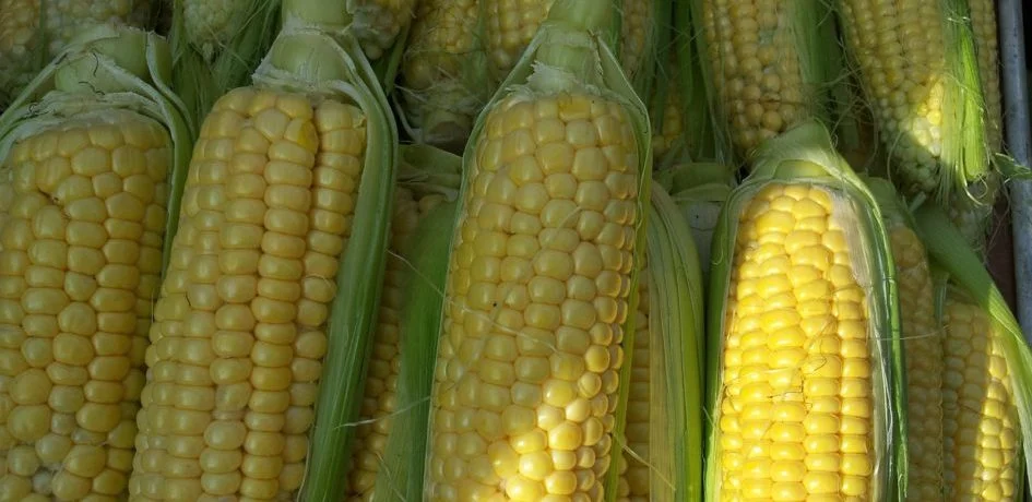corn-168525_1280 Globafix corn mais maiskolf kolf plantaardig