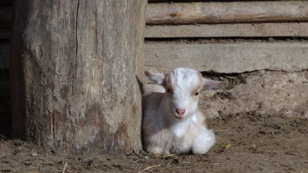 goat-44332 geit geitje