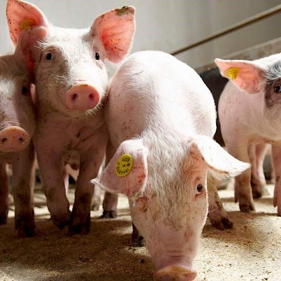 kopergehalte varkensvoer