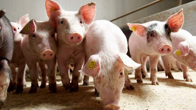 kopergehalte varkensvoer